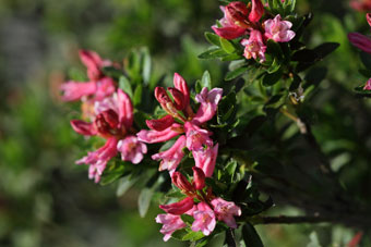 Sul Sentiero dei fiori dalla Val d'Arera al Passo Branchino - FOTOGALLERY